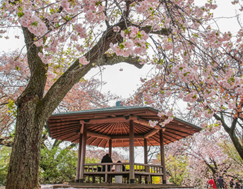 日本艺术留学